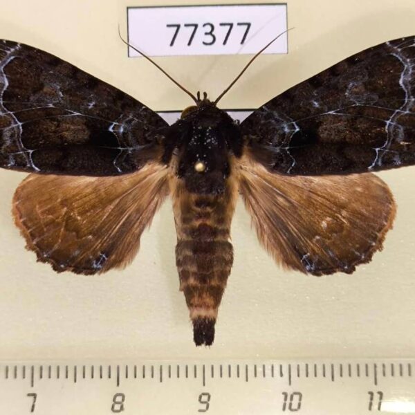 Noctuidae Cropia philosopha Panama
