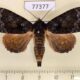 77377p Noctuidae Cropia philosopha Panama $10