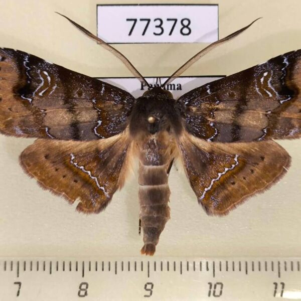 Noctuidae Empelathra amplificans Panama