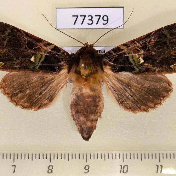 Noctuidae Paratrachea viridipicta Panama
