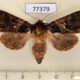 77379p Noctuidae Paratrachea viridipicta Panama $9