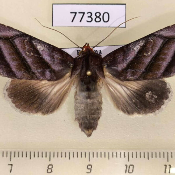Noctuidae Hemicephalis paulina f Panama