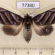 77380p Noctuidae Hemicephalis paulina f Panama $15