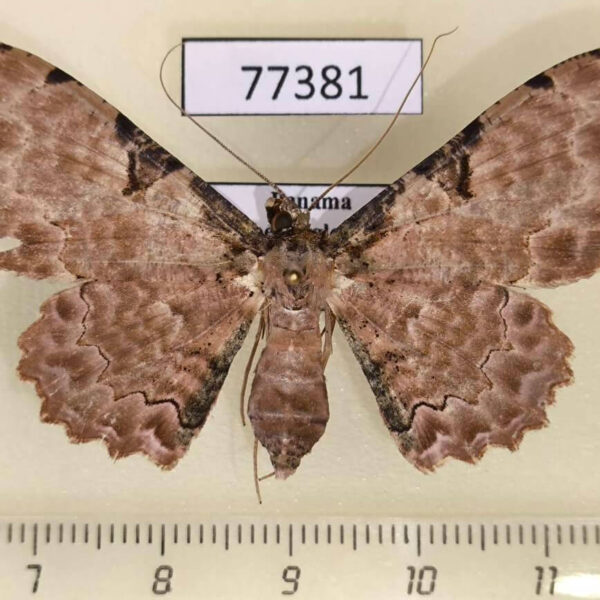 Geometridae Ergavia merops f Panama