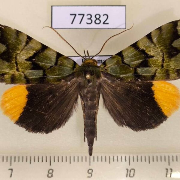 Noctuidae Glenopteris ornata Panama