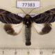 77383p Noctuidae Hemicephalis alesa Panama $9