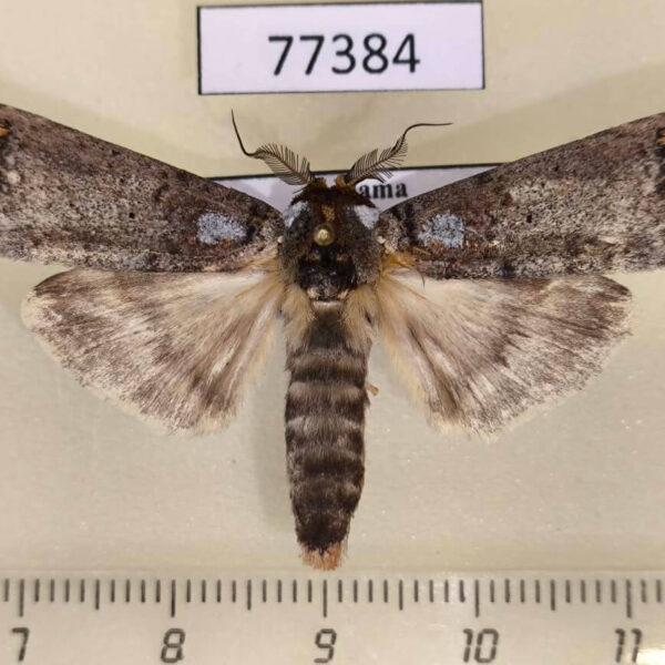 Notodontiidae Navarcostes vernieri Panama