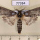 77384p Notodontiidae Navarcostes vernieri Panama $10