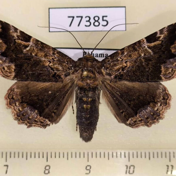 Noctuidae Metria guapila Panama