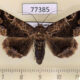 77385p Noctuidae Metria guapila Panama $10