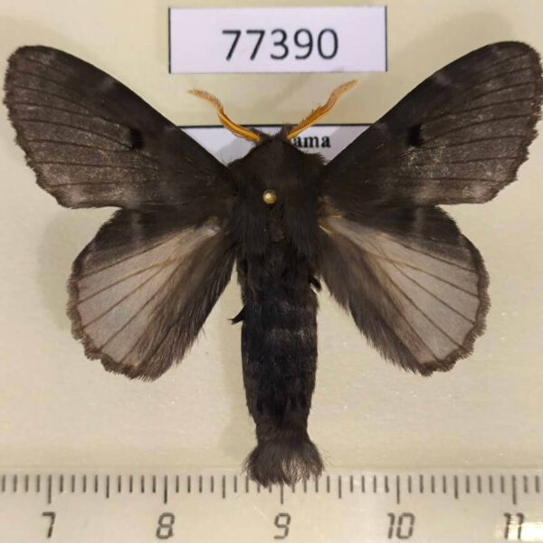 Lasiocampidae Euglyphis juliana Panama