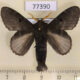 77390p Lasiocampidae Euglyphis juliana Panama $18