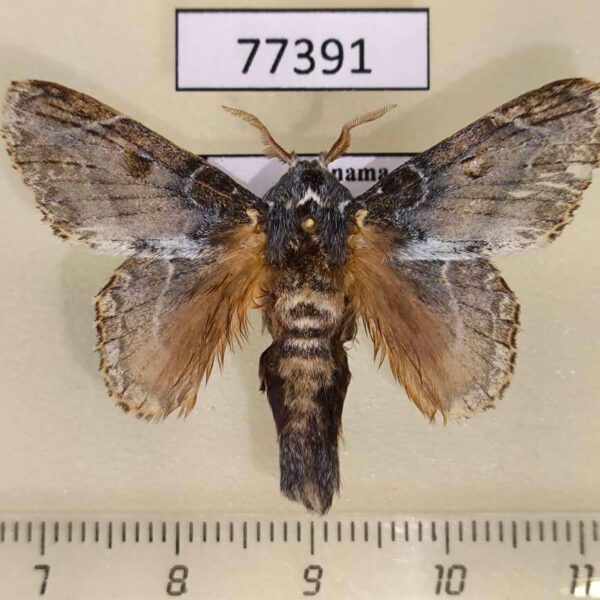 Lasiocampidae Euglyphis laronia Panama
