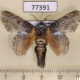 77391p Lasiocampidae Euglyphis laronia Panama $20