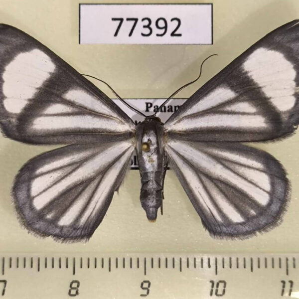 Geometridae Perigramma vicina Panama