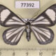 77392p Geometridae Perigramma vicina Panama $8