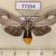 77394p Arctiidae Robinsonia mera f Panama $25