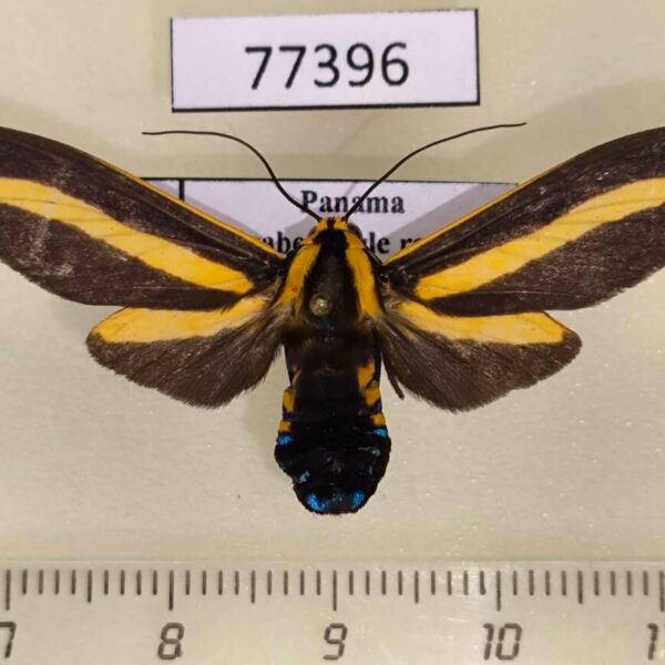 Arctiidae Ormetica ataenia f Panama