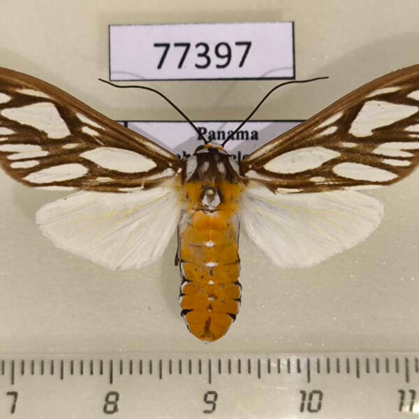 Arctiidae Robinsonia polyplagia transducens f Panama