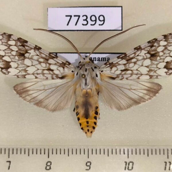 Arctiidae Carales astur Panama