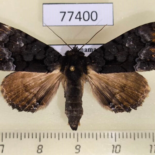 Noctuidae Cropia phila f Panama