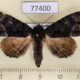 77400p Noctuidae Cropia phila f Panama $9