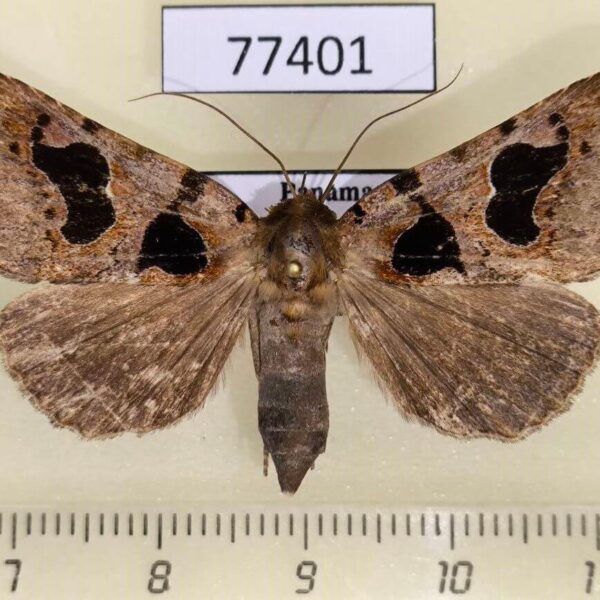 Noctuidae Athyrma romacki Panama