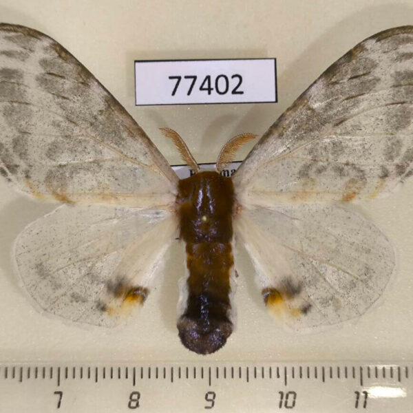 Bombycidae Colla glaucescens f Panama