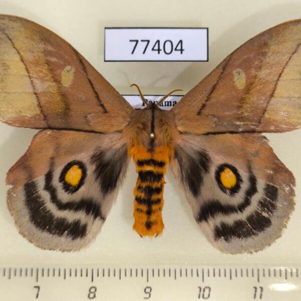 Saturniidae Hyperchiria sanjuensis Panama