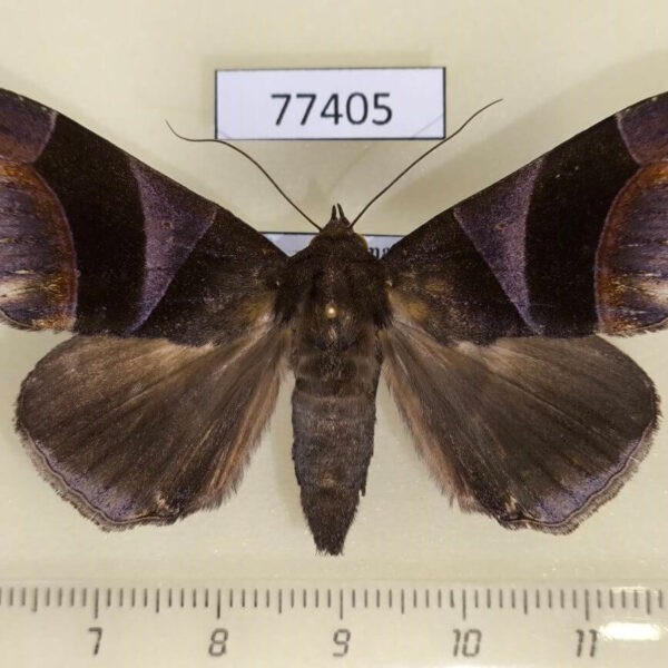 Noctuidae Dysgonia purpurata f Panama