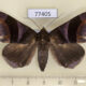 77405p Noctuidae Dysgonia purpurata f Panama $12