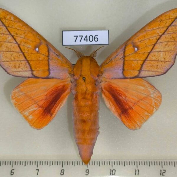 Saturniidae Adeloneivaia centrojason Panama