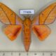 77406p Saturniidae Adeloneivaia centrojason Panama $10