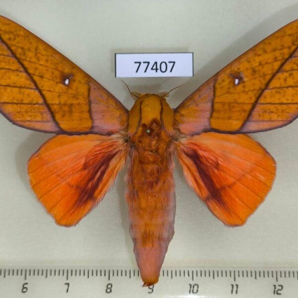 Saturniidae Adeloneivaia centrojason Panama