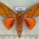 77407p Saturniidae Adeloneivaia centrojason Panama $12
