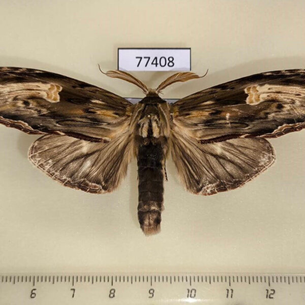 Notodontiidae Truncaptera meridionalis Panama