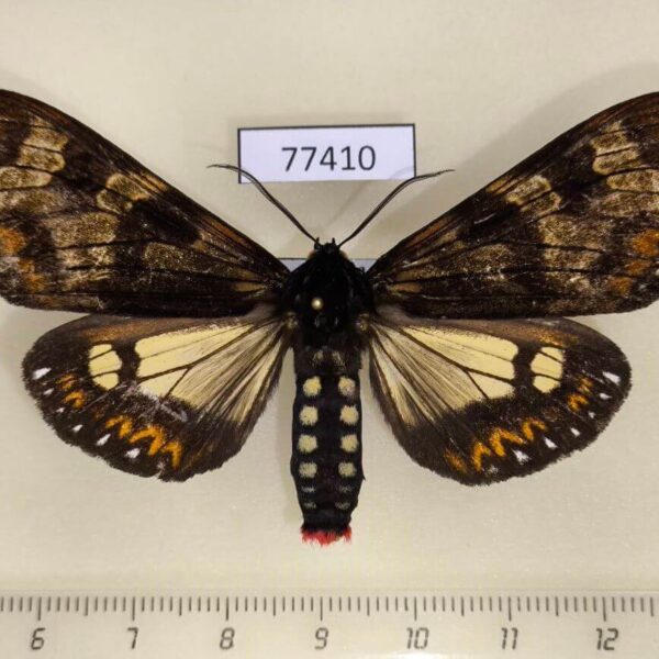 Arctiidae Dysschema vidua Panama