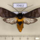 77412p Arctiidae Pachydota iodea Panama $9