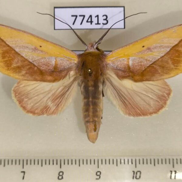 Notodontiidae Hemiceras flava Panama