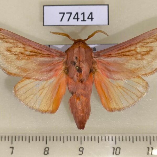 Limacodidae Perola villosipes Panama