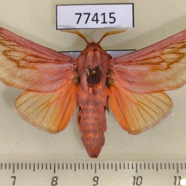 Limacodidae Perola villosipes Panama