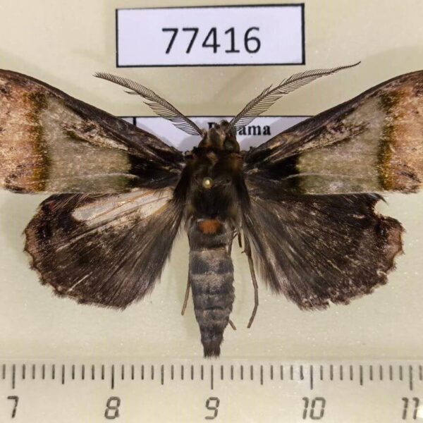 Noctuidae Ceroctena amynta Panama