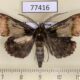 77416p Noctuidae Ceroctena amynta Panama $2