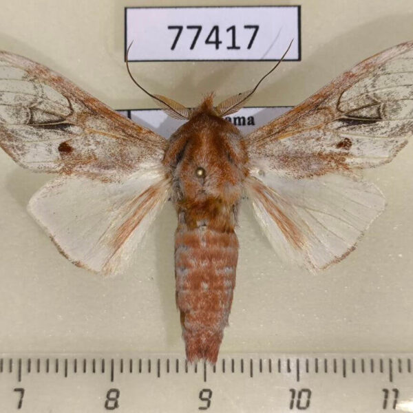 Notodontiidae Trichomoplata cassiope Panama