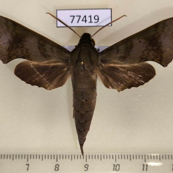 Sphingidae Xylophanes germen Panama