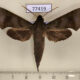 77419p Sphingidae Xylophanes germen Panama $8