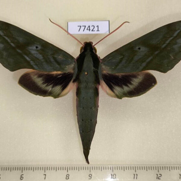 Sphingidae Xylophanes belti Panama