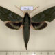 77421p Sphingidae Xylophanes belti Panama $20