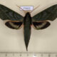 77422p Sphingidae Xylophanes belti Panama $20