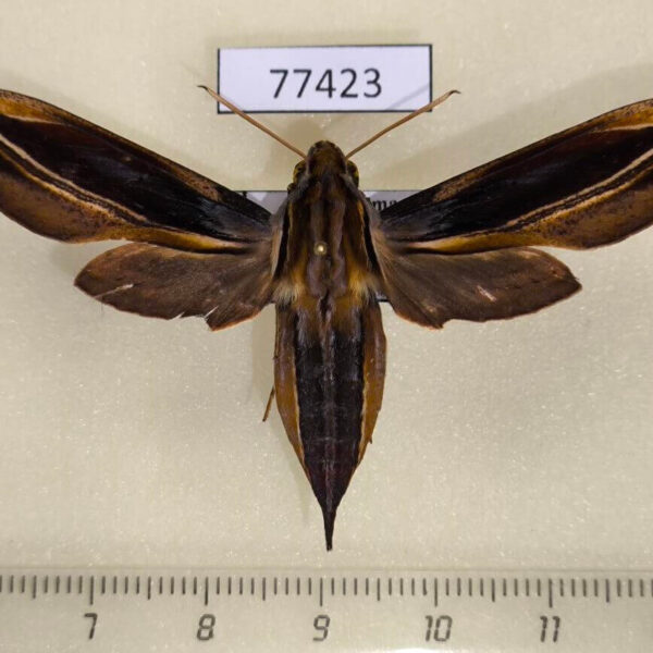 Sphingidae Xylophanes thyelia f Panama